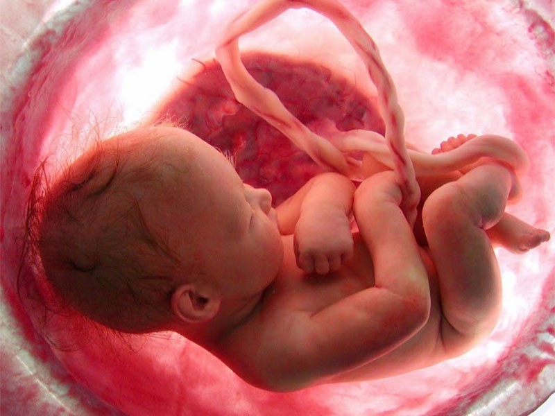 baby in womb, dziecko w macicy, 8 miesiąc ciąży