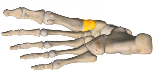 anatomia stopy, szkielet stopy, części stopy, kolory, budowa stopy, structure of the foot, skeleton of foot, foot anatomy, kość klinowata, kość klinowata przyśrodkowa, medial cuneiform
