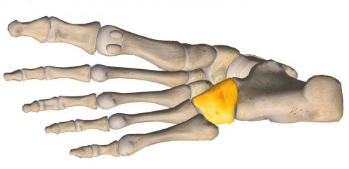 anatomia stopy, szkielet stopy, części stopy, kolory, budowa stopy, structure of the foot, skeleton of foot, foot anatomy, kość sześcienna, cuboid
