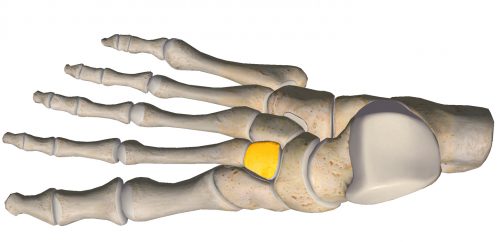 anatomia stopy, szkielet stopy, części stopy, kolory, budowa stopy, structure of the foot, skeleton of foot, foot anatomy, kość klinowata, kość klinowata środkowa, intermediate cuneiform