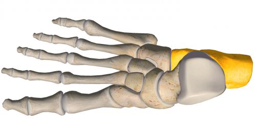anatomia stopy, szkielet stopy, części stopy, kolory, budowa stopy, structure of the foot, skeleton of foot, foot anatomy, kość piętowa, calcaneus
