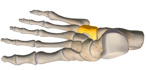 anatomia stopy, szkielet stopy, części stopy, kolory, budowa stopy, structure of the foot, skeleton of foot, foot anatomy, kość sześcienna, cuboid