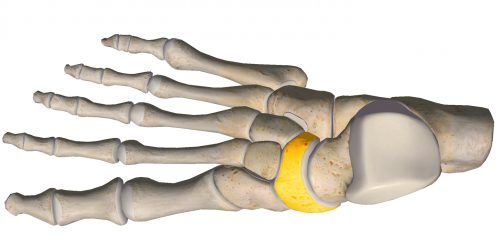 structure of the foot, skeleton of foot, foot anatomy, navicular