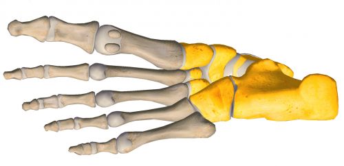 anatomia stopy, szkielet stopy, części stopy, kolory, budowa stopy, structure of the foot, skeleton of foot, foot anatomy, stęp, tarsus, widok od spodu