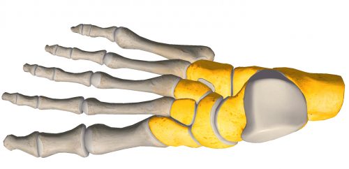 anatomia stopy, szkielet stopy, części stopy, kolory, budowa stopy, structure of the foot, skeleton of foot, foot anatomy, stęp, tarsus, widok od góry