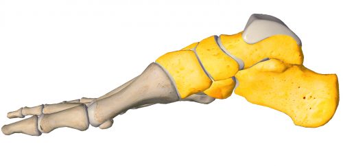 anatomia stopy, szkielet stopy, części stopy, kolory, budowa stopy, structure of the foot, skeleton of foot, foot anatomy, stęp, tarsus, widok od środka