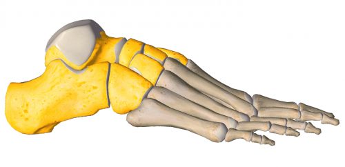 anatomia stopy, szkielet stopy, części stopy, kolory, budowa stopy, structure of the foot, skeleton of foot, foot anatomy, stęp, tarsus, widok od zewnątrz