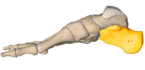 anatomia stopy, szkielet stopy, części stopy, kolory, budowa stopy, structure of the foot, skeleton of foot, foot anatomy, kość piętowa, calcaneus