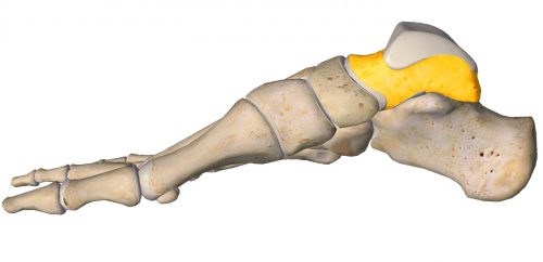anatomia stopy, szkielet stopy, części stopy, kolory, budowa stopy, structure of the foot, skeleton of foot, foot anatomy, kość skokowa, talus