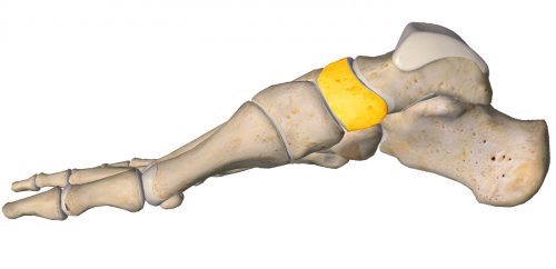 anatomia stopy, szkielet stopy, części stopy, kolory, budowa stopy, structure of the foot, skeleton of foot, foot anatomy, kość łódkowata, navicular
