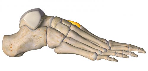 anatomia stopy, szkielet stopy, części stopy, kolory, budowa stopy, structure of the foot, skeleton of foot, foot anatomy, kość klinowata, kość klinowata przyśrodkowa, medial cuneiform