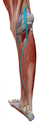 calf muscles, plantaris muscle